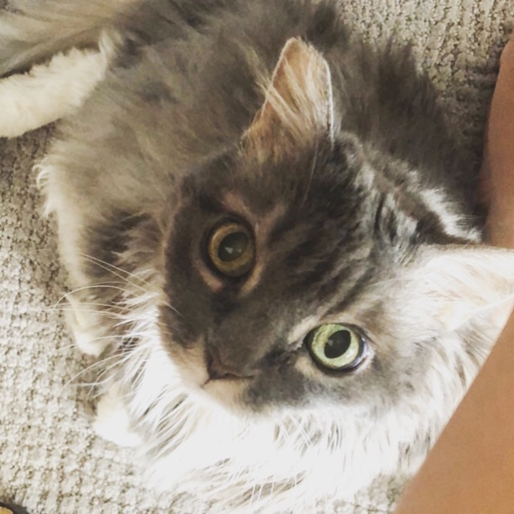 Meet your Posher, Wednesday